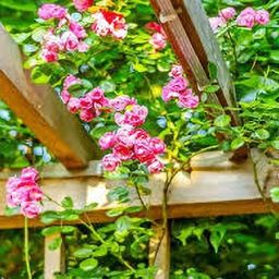Hybrid Climbing Rose Flower Mixed SeedsYear-Round Blooms Seed (50 pic) Seed-image-80