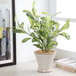 fourwalls Fabric Multicolour Schefflera With Ceramic Pot Artificial Plants-picture-47