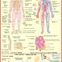 First Aid chart - Skeleton and Circulatory System Photographic Paper-image-22