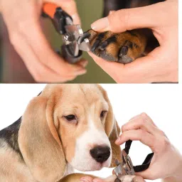 hachiko High Quality Combo Of 4 Imported High Quality Slicker, Nail Clipper, Hair Comb, Gloves Grooming Kit For Pets Basic Comb forDog, Cat, Rabbit, Hamster, Dog & Cat image 2