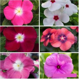 Vinca flower seeds Seed-image-49