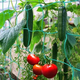 world net enterprise Plant Support Net and Gardening Netting Green Colour 5Feet x 15 Feet Hiking Net image 3