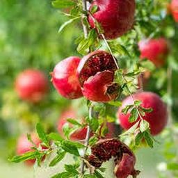 Pomegranate Plant-image-7