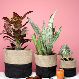 HABERE INDIA Set Of 3 Black & Beige Colourblocked Handwoven Sustainable Planters-15