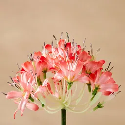 Home Centre Peach-Coloured 1 Pieces Artificial Flower image 3