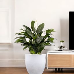 Go Hooked White & Green Pluto-Shaped Flower Planter-23