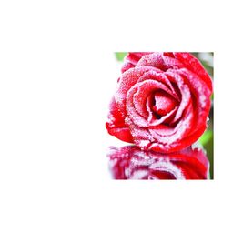 Inephos Red & White Floral and Botanical Printed Canvas Wall Art-image-26