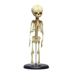 A-ONE SCIENCE Life Size White PVC Fetus Skeleton AOSBM08-picture-46