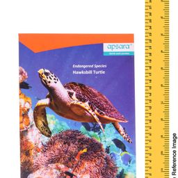 Apsara Kingsize Notebook Single Line -172 Pages (Color and Print May Vary) image 3