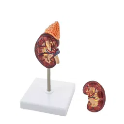 Eduscope Human Kidney Model, ‎EDU-KIDNEYMOD-20-40