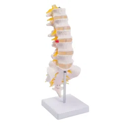 Eduscope Lumbar Vertebrae with Sacrum Bone, ‎EDU-LUMBERSETWS-picture-33