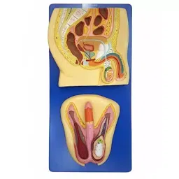 A-ONE SCIENCE Multicolor PVC Male Reproductive System Model AOSBM120-picture-7