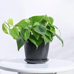 Ugaoo Black Spiro Ceramic Small Pot-42