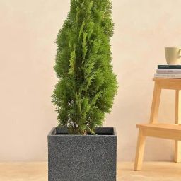 Ugaoo Qubec Midnight Stone Plastic Medium Planter-image-16