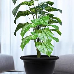 Go Hooked Pack of 2 Artificial Philodendron Mamei Plant with Nursery Pot-13