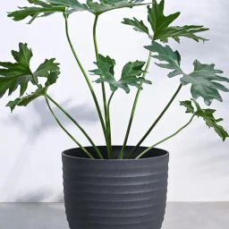 Ugaoo Black Verona Eco-Friendly Extra Large Pot-27