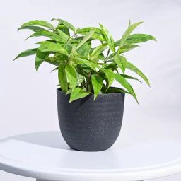Ugaoo Black Verona Eco-Friendly Small Pot-image-66
