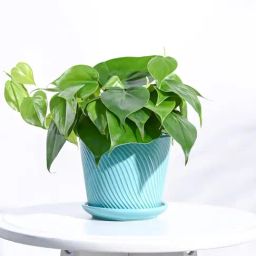 Ugaoo Terquess Blue Spiro Ceramic Small Pot-picture-28
