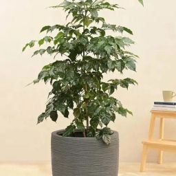 Ugaoo Rib Short Grey Stone Plastic Medium Planter-1