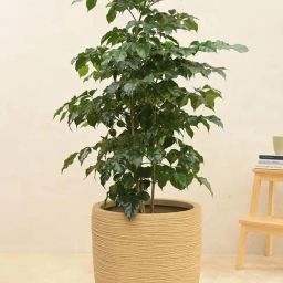 Ugaoo Rib Short Sand Stone Plastic Medium Planter-0