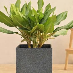 Ugaoo Qubec Midnight Stone Plastic Large Planter-image-18