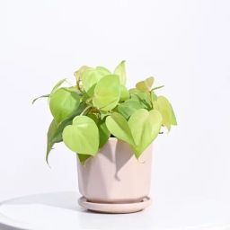 Ugaoo Dusty Rose Diamond Ceramic Small Pot-48