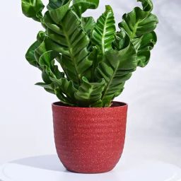 Ugaoo Maroon Verona Eco-Friendly Medium Pot-image-62