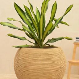 Ugaoo Rib Bowl Sand Stone Plastic Large Planter-image-24
