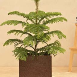 Ugaoo Qubec Brown Stone Plastic Small Planter-image-40