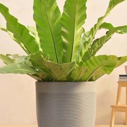Ugaoo Milano Short Grey Stone Plastic Large Planter-7