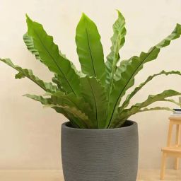 Ugaoo Rib Short Grey Stone Plastic Large Planter-8