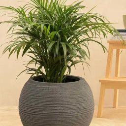 Ugaoo Rib Bowl Grey Stone Plastic Small Planter-6