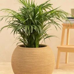 Ugaoo Rib Bowl Sand Stone Plastic Small Planter-5