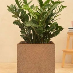 Ugaoo Qubec Sand Stone Plastic Extra Large Planter-image-25