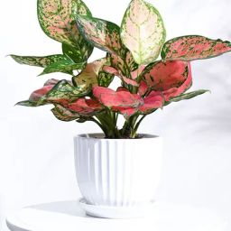 Ugaoo White Grail Ceramic Medium Pot-18