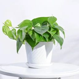 Ugaoo White Spiro Ceramic Small Pot-11