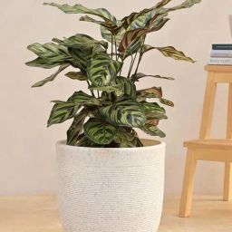 Ugaoo Milano Short White Stone Plastic Small Planter-24