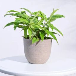 Ugaoo Beige Verona Eco-Friendly Small Pot-45
