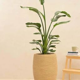 Ugaoo Rib High Sand Stone Plastic Small Planter-7