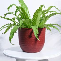 Ugaoo Maroon Verona Eco-Friendly Large Pot-image-63