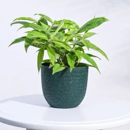 Ugaoo Green Verona Eco-Friendly Small Pot-36