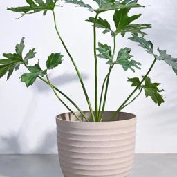 Ugaoo Beige Verona Eco-Friendly Extra Large Pot-image-11
