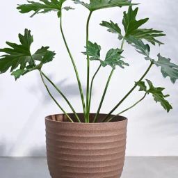 Ugaoo Brown Verona Eco-Friendly Extra Large Pot-image-30