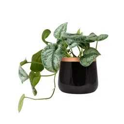 ORILEY Metal Flower Pot Gamla Round Planter 13 x 13 cm Black & Golden-image-68