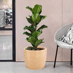Kuber Industries Brown 2 PiecesTextured Roto Mould Flower Planters With Tray-picture-11