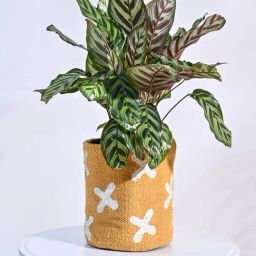 Ugaoo Orange Beautiful Handloom Small Basket Planter-30