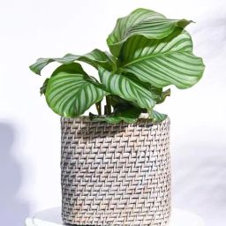 Ugaoo Grey Palm Leaf Cane Large Planter-picture-39