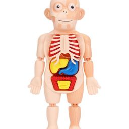 Kidology Anatomy Adventure 3D Puzzle Model Assembly, Early Learning DIY Toys, Human Body Organ Teaching Tools for Children Science Learning-14