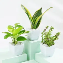 Good Fortune Trio - Money, Snake And Jade Plant With Pot-image-73