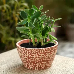 Unravel India Red Ceramic Glazed Table Top Planter - Set of 1-7